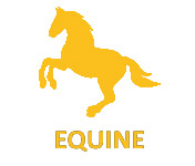 Equine-2