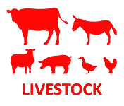 Livestock-Active-3